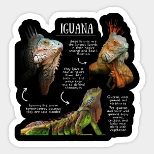 Animal Facts- Iguana Sticker